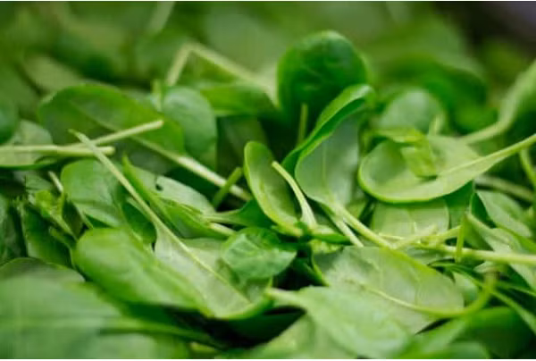 Thực tế, rau bina rất giàu dinh dưỡng. Loại rau này chứa các thành phần như axit folic, vitamin A, B6, C, canxi, sắt và các chất chống oxy hóa... có lợi cho sức khỏe não bộ, xương khớp, thị giác. Tuy vậy, rau bina cũng chứa nhiều purin và oxalate. Người có tiền sử bệnh gút không nên sử dụng. (Ảnh: Pixabay)