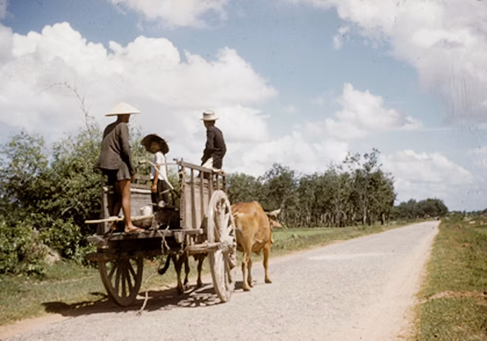 Xe bò kéo trên một con đường ở ngoại vi thị xã Tây Ninh năm 1958. Xe bò kéo là phương tiện đi lại rất thông dụng ở Tây Ninh thời gian này. Ảnh: Vietnam Center and Archive.