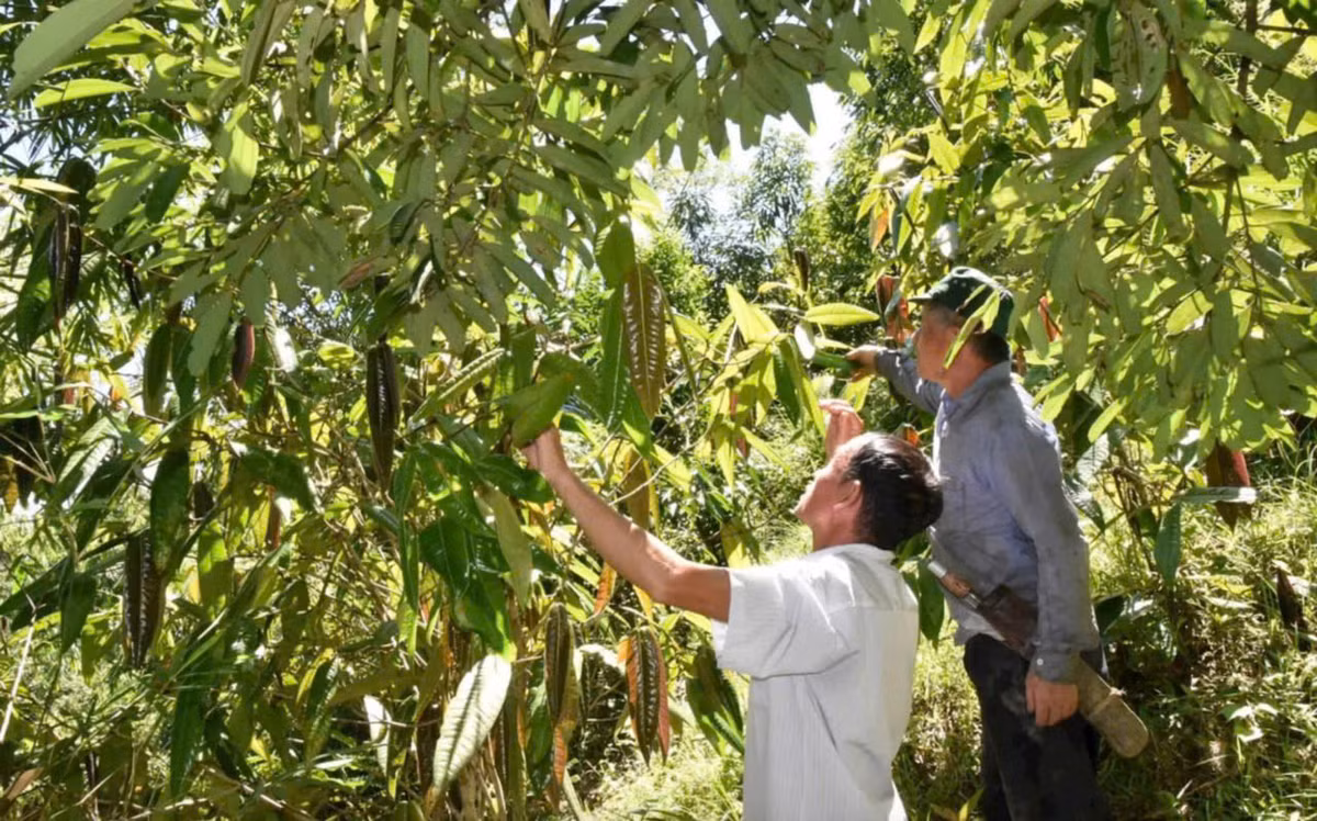 Nông dân Nghệ An trồng cây chè có hoa bán đắt như vàng - Hình 3 Nong dan Nghe An trong cay che co hoa ban dat nhu vang-Hinh-3