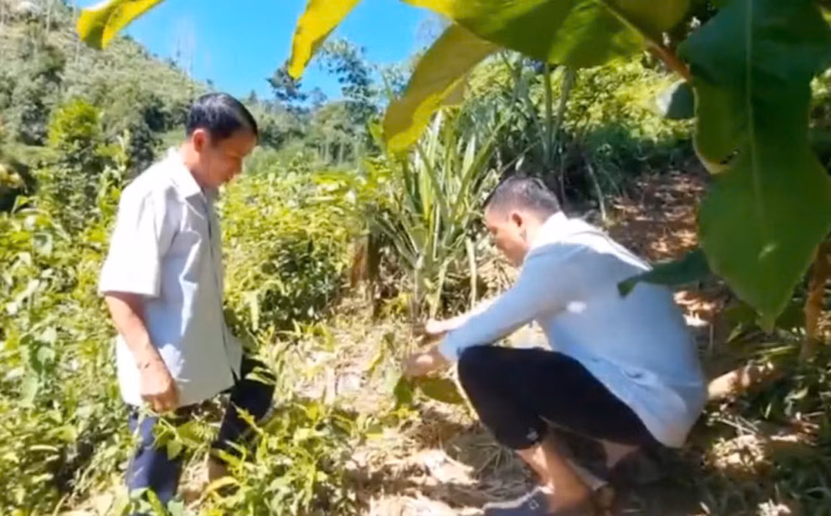 Nông dân Nghệ An trồng cây chè có hoa bán đắt như vàng Nong dan Nghe An trong cay che co hoa ban dat nhu vang