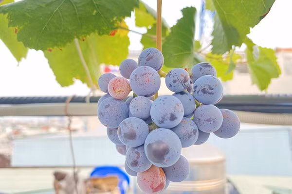 Lam vuon theo mo hinh Aquaponic, ca nha thoai mai huong trai ngot-Hinh-7