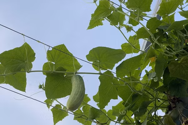Lam vuon theo mo hinh Aquaponic, ca nha thoai mai huong trai ngot-Hinh-6