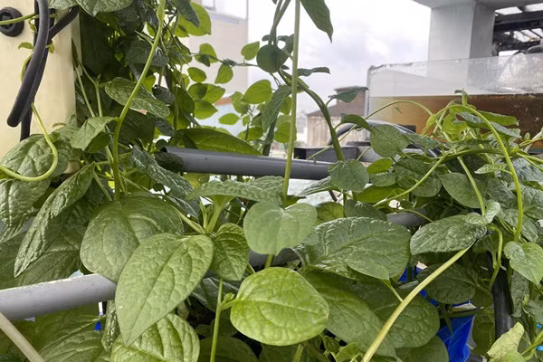 Lam vuon theo mo hinh Aquaponic, ca nha thoai mai huong trai ngot-Hinh-4