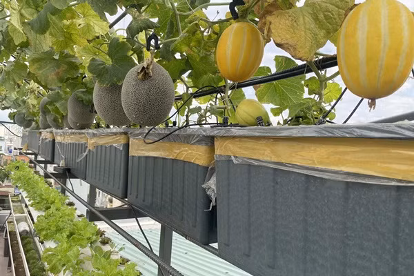 Lam vuon theo mo hinh Aquaponic, ca nha thoai mai huong trai ngot-Hinh-8