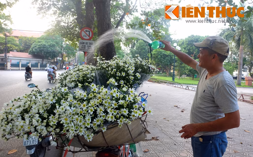Mỗi lần loài hoa này xuống phố, người ta bất chợt nhận ra, mùa đông đang về. Hoa cúc họa mi chỉ nở có 1 mùa duy nhất, vào thời khắc chớm đông, và trong thời gian rất ngắn, khoảng 2,3 tuần rồi lại hết.