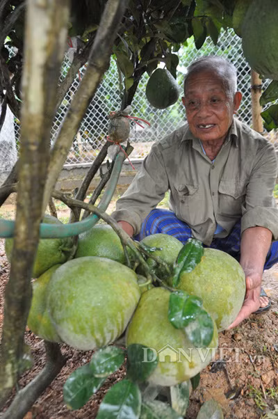 Ông Hùng bên cây bưởi 2 năm tuổi có chùm quả với số lượng khủng.