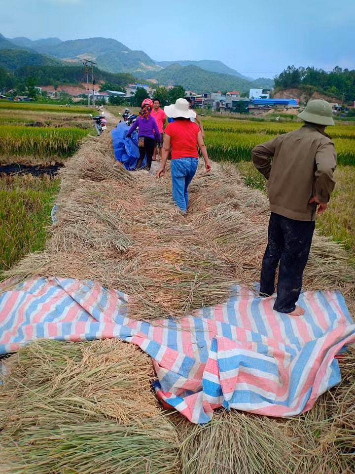 Nu tai xe xe ban tai di qua lua cua dan gay tranh cai-Hinh-2