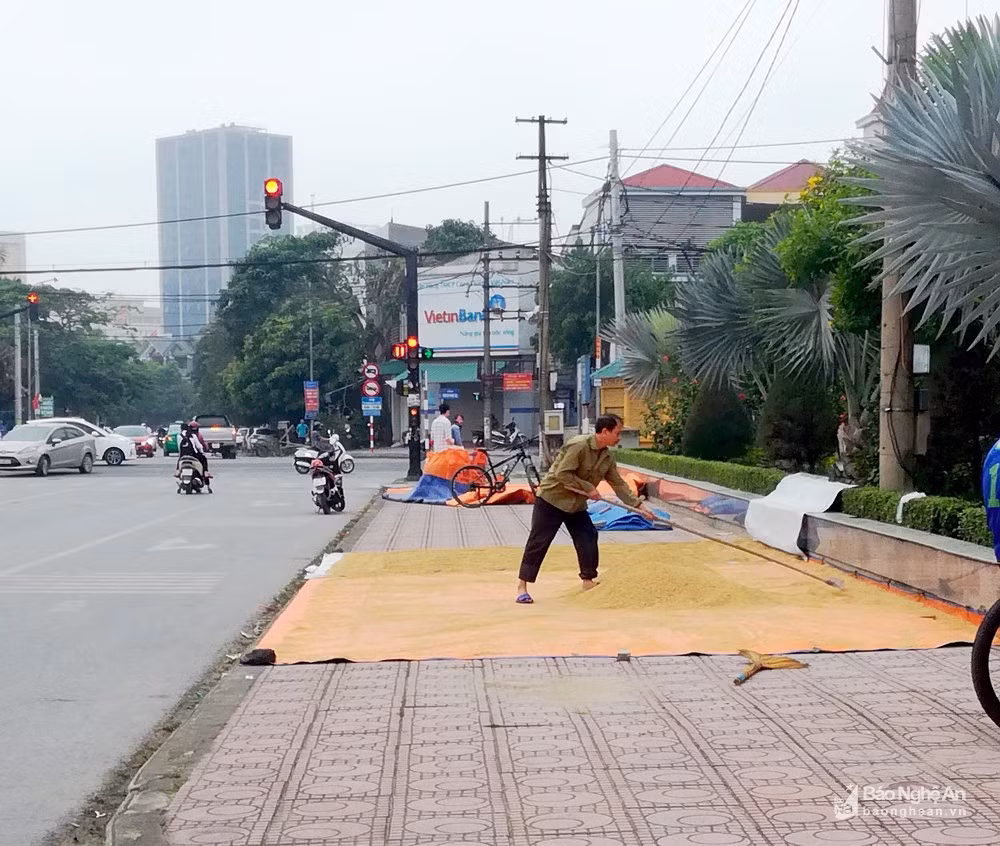 Vỉa hè tại ngã tư đường Nguyễn Phong Sắc giao với đường Nguyễn Duy Trinh cũng bị người dân chiếm làm nơi phơi lúa. Ảnh: Q.A