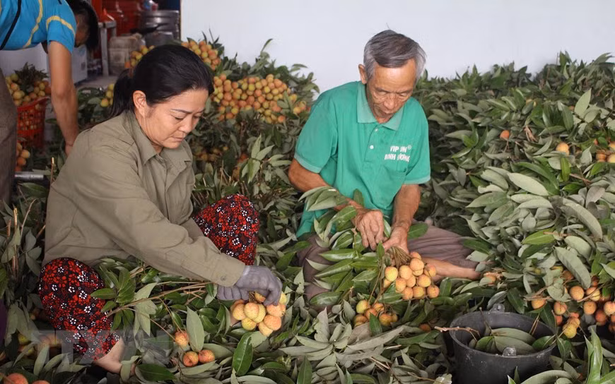 Người dân bó vải thành từng chùm trước khi đem bán. (Ảnh: Tùng Lâm/TTXVN)