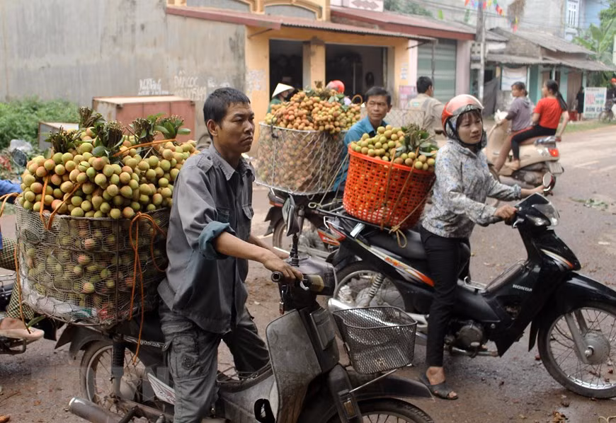 Các hộ gia đình xếp hàng chờ bán vải tại điểm thu mua. (Ảnh: Tùng Lâm/TTXVN)