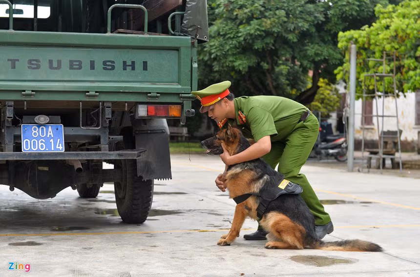 Trong phần thi tìm kiếm thuốc nổ TNT trên ôtô, chó nghiệp vụ chỉ mất vài giây để tìm ra vị trí chính xác. Mỗi khi tìm thấy thuốc nổ, chó lại ngồi xuống để báo hiệu. Do một số loại thuốc nổ được kích hoạt bằng âm thanh nên chó sẽ không sủa khi phát hiện mục tiêu.
