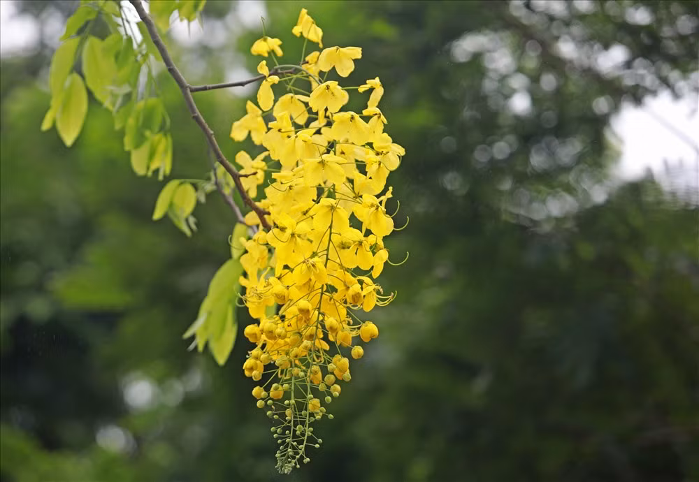 Cánh hoa mỏng, hình bầu dục, mặt ngoài mịn, mượt với màu vàng khá rực rỡ.