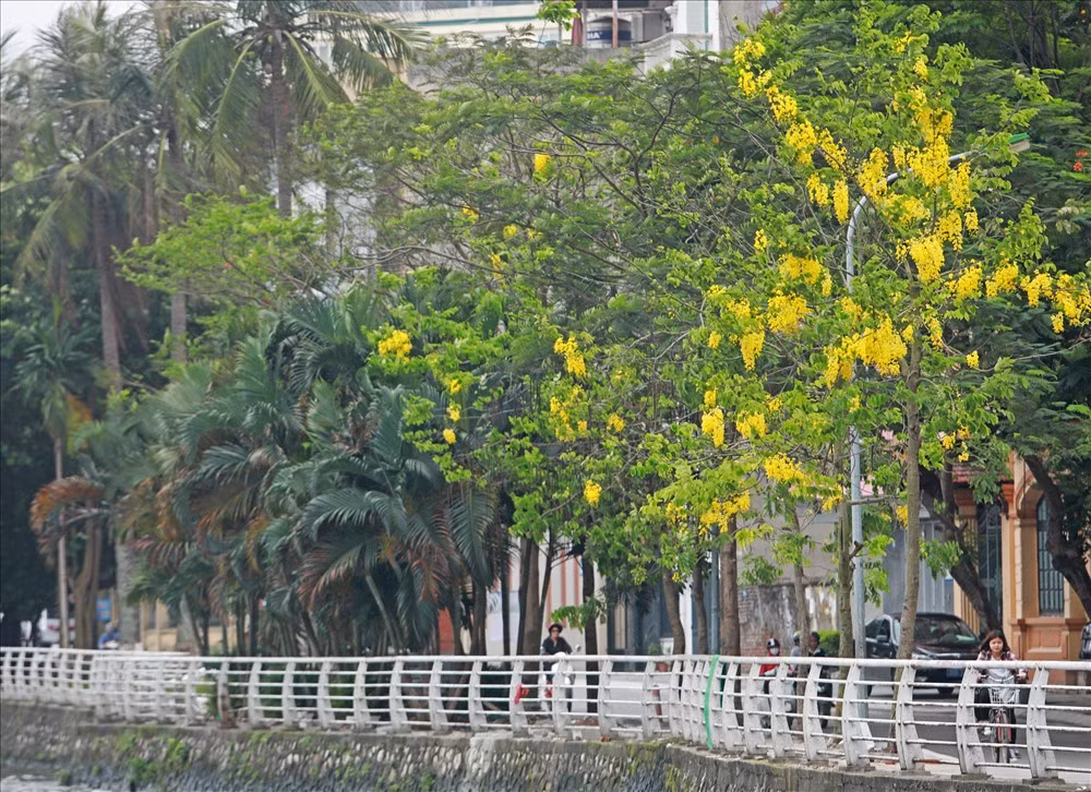 Dọc con đường ven hồ Tây, không khó để bắt gặp những cây muồng hoàng yến khẳng khiu, nhỏ bé nhưng nổi bật bởi những chùm hoa vàng trĩu, cành hoa rủ xuống dài 20 - 40cm. 