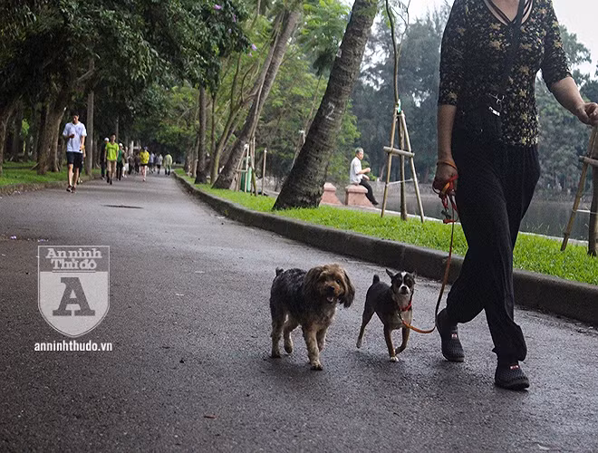 Phải chăng sự buông lỏng đó đã dẫn đến sự chủ quan, thờ ơ của người dân trong việc chăn dắt chó tại những nơi công cộng