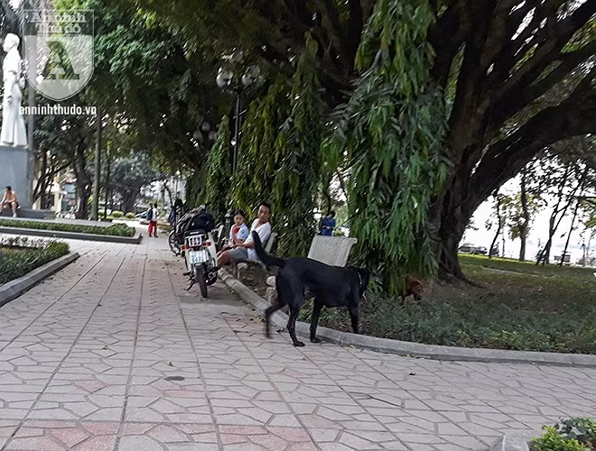 Sau đó, nó được chủ xích vào chân ghế đá, sủa ầm ĩ 