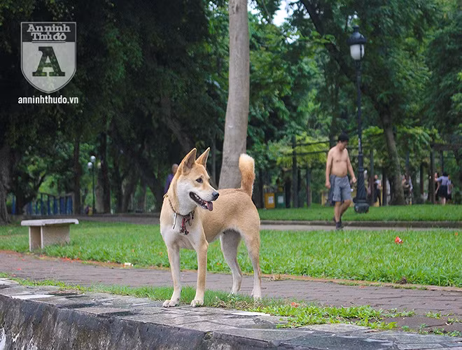 Tuy nhiên, “đến nay chưa có trường hợp nào bị xử phạt vì thả rông chó” – ông Đàm Xuân Thành, Phó Cục trưởng Cục Thú y cho biết trong buổi họp báo thường kỳ quý 1-2019 do Bộ Nông nghiệp và phát triển nông thôn tổ chức sáng 5-4-2019.