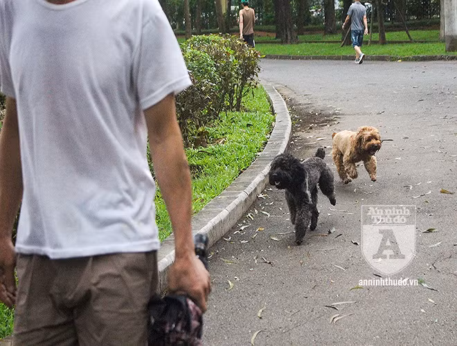Người dân bức xúc phản ánh, chúng còn phóng uế bừa bãi trong công viên, gây mất vệ sinh nơi công cộng