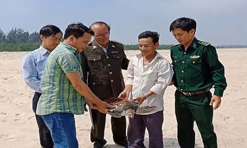 Cá thể rùa biển được cơ quan chức năng thả về tự nhiên. Cá thể rùa biển được cơ quan chức năng thả về tự nhiên.
