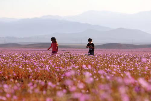 Trong năm 2015, sa mạc Atacama nhận được một số trận mưa "quý như vàng" khiến rừng hoa cẩm quỳ bất ngờ nở rộ trên mảnh đất khô cằn này. Điều này tạo nên cảnh quan ngoạn mục, hiếm có ở sa mạc Atacama.