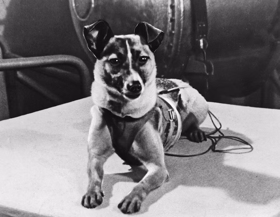 Đáng chú ý là con chó Laika - phi hành gia động vật đầu tiên trên thế giới. Laika trở thành động vật đầu tiên bay vào quỹ đạo Trái Đất bằng tên lửa Sputnik 2 ngày 3/11/1957.