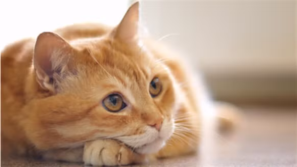 Theo ước tính, Mỹ đã bỏ ra khoảng 20 triệu USD cho dự án Ascoustic Kitty.