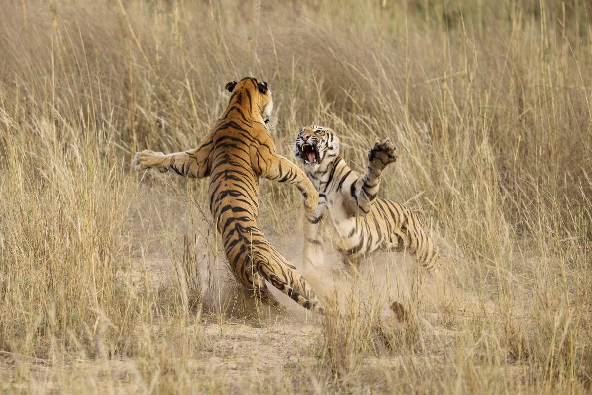 Màn đối đầu kịch liệt giữa 2 con hổ tại Vườn Quốc gia Bandhavgarh, Madhya Pradesh, Ấn Độ, được nhiếp ảnh gia Archna Singh chụp lại.