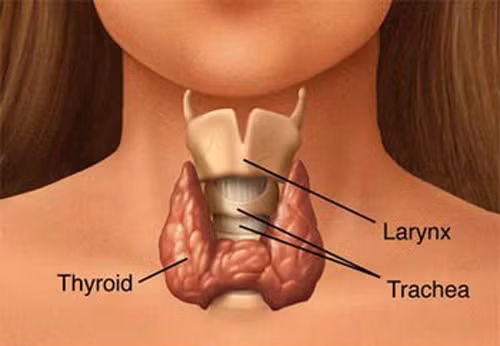 Suy giáp có thể gây tăng cân, sảy thai, vô sinh, khô da, khô tóc, khó tập trung, mệt mỏi và khó chịu… Đặc biệt, phụ nữ mang thai dễ đối diện nguy cơ sảy thai trong khi phụ nữ mắc vấn đề về tuyến giáp gặp khó khăn để thụ thai.
