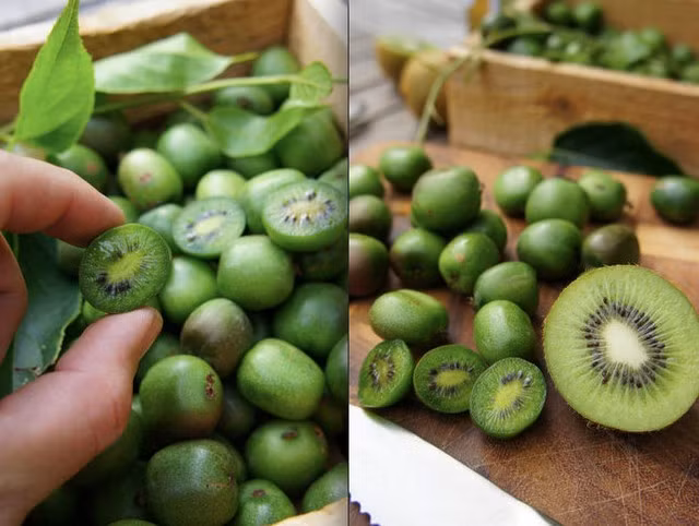 Kiwi tí hon xanh có vị chua ngọt rất đặc biệt, khi ăn ta cảm nhận được mùi đặc trưng của sự kết hợp giữa trái dâu, dứa và quýt.