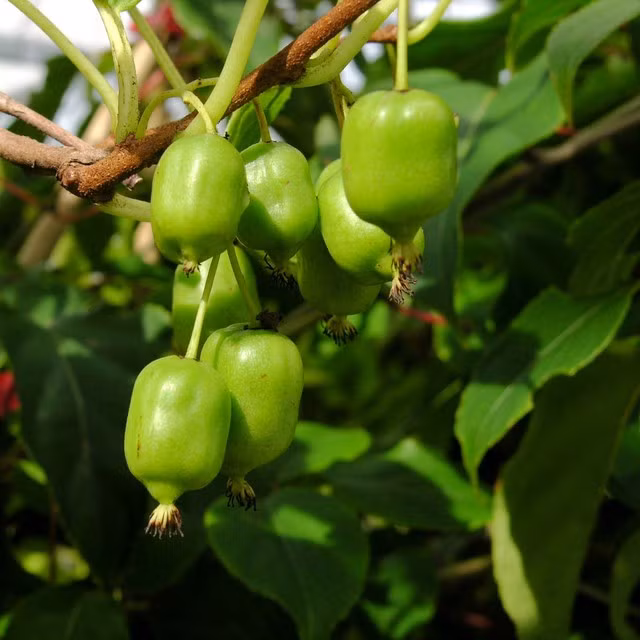 Cắn một lát kiwi mát lạnh và giòn sần sật, bạn sẽ cảm thấy vị chua dịu pha thoảng chút ngọt trên đầu lưỡi rất thú vị.