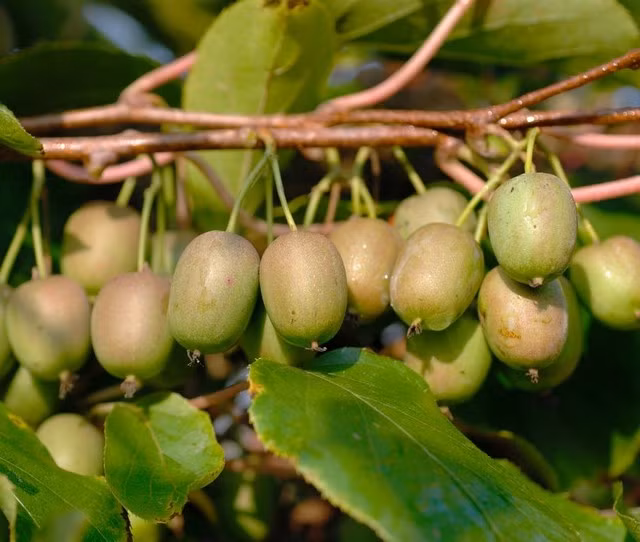 Những quả kiwi tí hon có nguồn gốc từ Trung Quốc, có tên khoa học Actinidia arguta.
