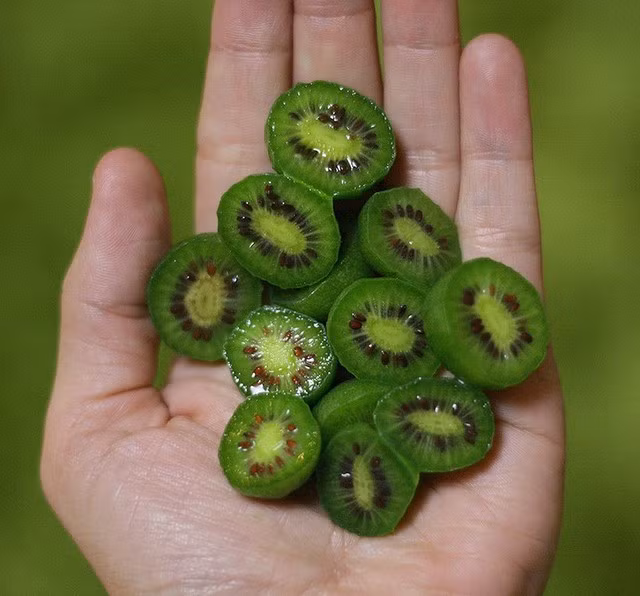 Quả kiwi tí hon có một màu xanh ngọc sáng lẫn với hạt nhỏ màu đen. Khác với những trái kiwi to thông thường, những trái kiwi tí hon này không có lông bề ngoài xù xì mà có lớp vỏ ngoài trơn và có thể ăn được cả vỏ.