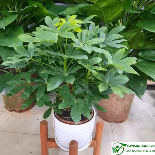 Trồng cây trước nhà: 6 loại mang xui xẻo, 3 loại mang bình an - Hình 4 Trong cay truoc nha: 6 loai mang xui xeo, 3 loai mang binh an-Hinh-4