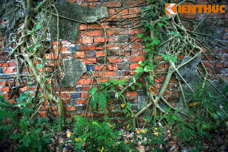 Cây cối đã thống trị hoàn toàn cung điện hoành tráng thuở nào.