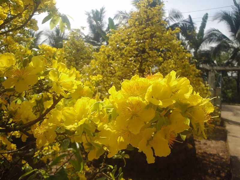 Mai ở miền Nam rất phong phú, đa dạng nhưng riêng ở làng mai Phước Định chỉ trồng giống mai nguyên thuỷ, dáng bonsai chứ không trồng mai ghép.