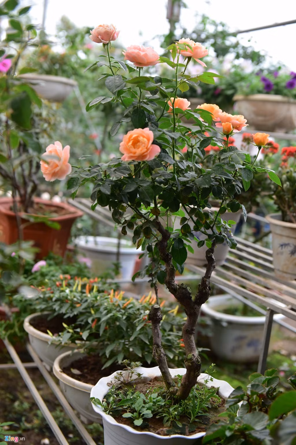 Hồng Juliet có hoa gần như quanh năm, đặc biệt khi thời tiết mát. Một chậu hoa như thế này có giá 1,5 triệu đồng đang được nhiều người mua về chơi Tết.
