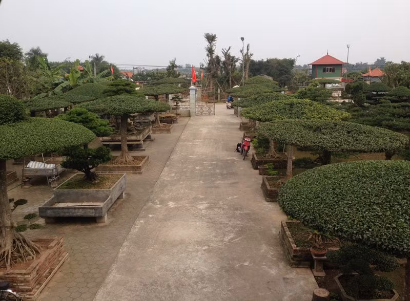 Anh Nguyễn Xuân Đức (thôn Điền Xá, xã Nam Điền, huyện Nam Trực), sinh năm 1974 là chủ nhân của vườn cây cảnh độc đáo này. Hàng chục gốc sanh già vài chục năm tuổi được tạp dáng theo hình lọng: Cây cao trên hai mét, thân thẳng từ gốc lên ngọn, và được bó lại thành hình lọng như một chiếc ô khổng lồ.