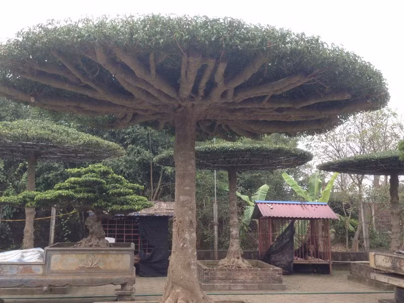 Mãn nhãn cây sanh lọng của anh Nguyễn Xuân Đức: