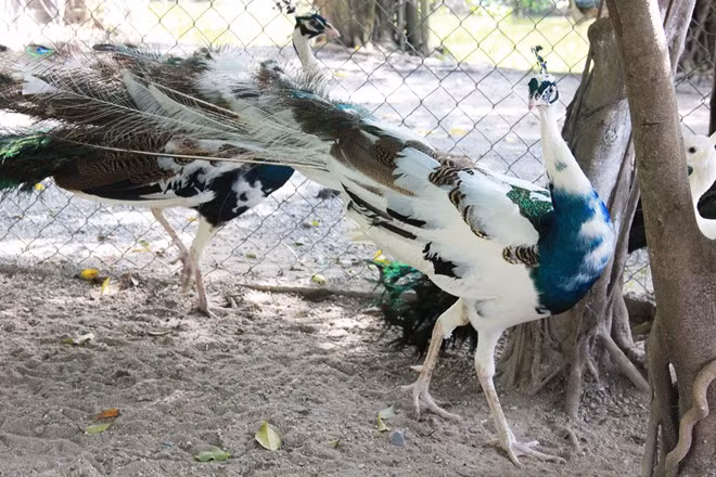 Chim công với màu lông đột biến: Chim công bình thường có giá 7 - 10 triệu đồng/con, trong khi đó, những con công màu đột biến có thể lên đến 15 - 20 triệu đồng.
