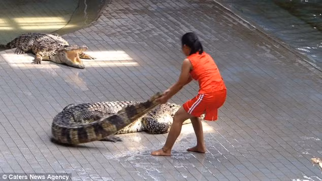 Công việc biểu diễn vật lộn với cá sấu bắt đầu xuất hiện tại Vườn thú Samphran kể từ năm 1985. Cho đến ngày nay, show diễn mạo hiểm vẫn diễn ra hàng ngày tại vườn thú với thời lượng 1 giờ.