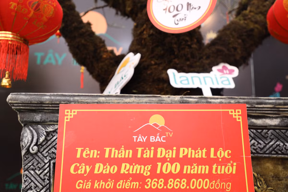 Gốc đào rừng 100 năm tuổi có tên "Thần tài đại phát lộc" được niêm yết giá 368.860.000 đồng.