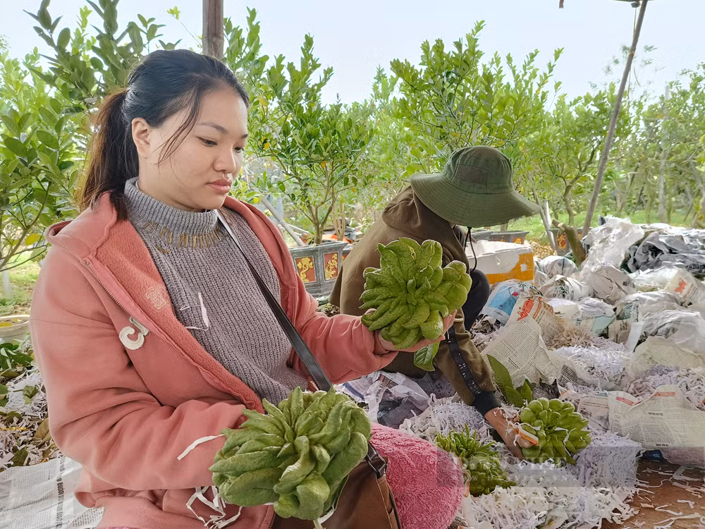 Bonsai “ban tay Phat”, mang ra pho lam nguoi vao xem-Hinh-4