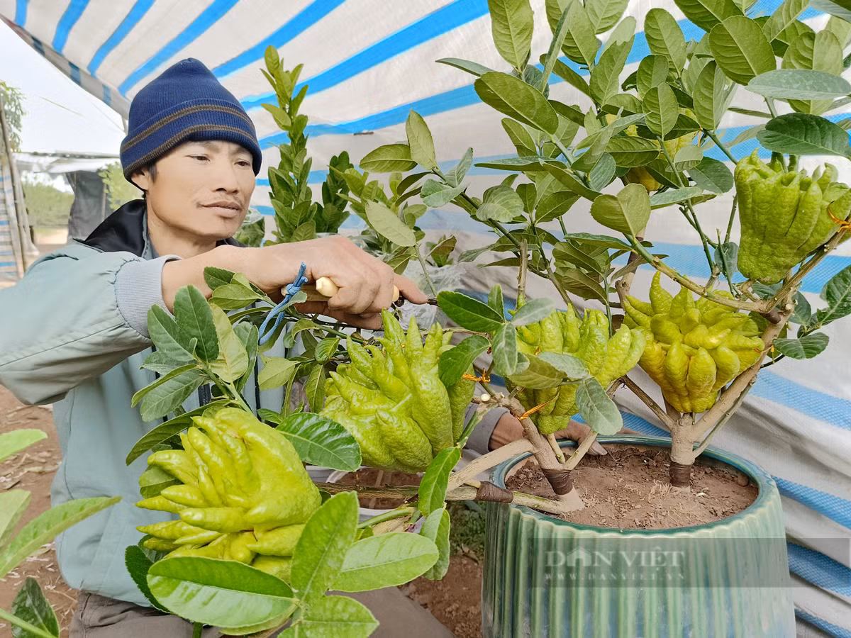 Bonsai “ban tay Phat”, mang ra pho lam nguoi vao xem