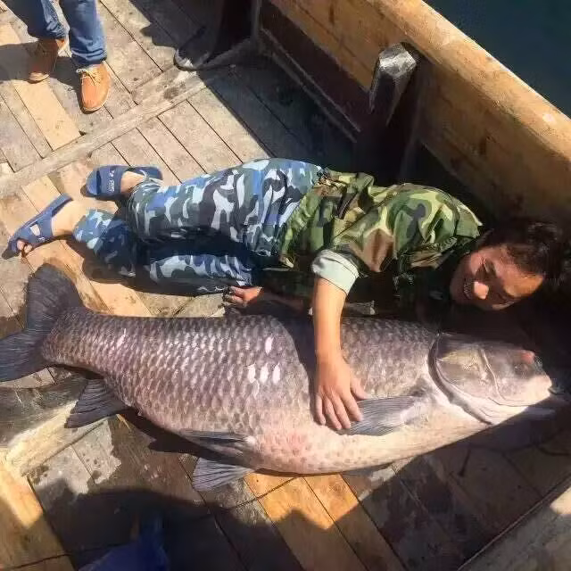 Cá chép khổng lồ nặng 90kg và dài 175cm từ hồ Ngàn Đảo ở thành phố Hàng Châu, Trung Quốc.