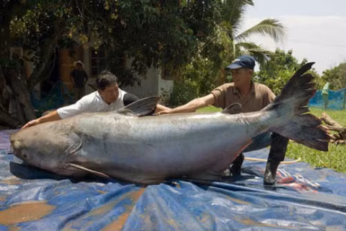 Người dân ở miền Bắc Thái Lan bắt được con cá khổng lồ dài 2,7 mét, nặng 293 kg trên sông Mekong. Các chuyên gia cho biết, đây được xem là con cá nước ngọt lớn nhất từng được ghi nhận.