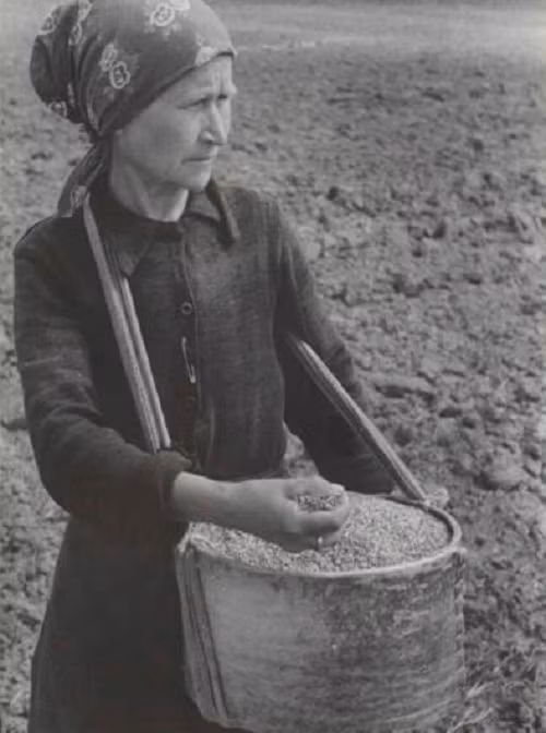 Một người nông dân làm việc trên cánh đồng ở Liên Xô năm 1924.