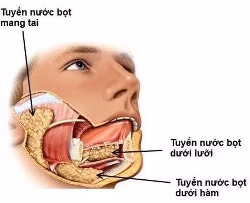 Khác với ung thư vùng đầu cổ khác, ung thư tuyến nước bọt không liên quan đến thuốc lá và cũng không có tính di truyền. Nó thường xuất hiện ở nam giới nhiều hơn và có liên quan đến sự ô nhiễm trong môi trường làm việc. Phương pháp xạ trị và phẫu thuật vẫn chưa có kết quả cao với loại ung thư này.