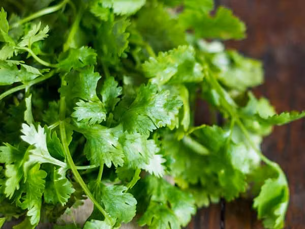 Rau mùi là một nguồn cung cấp chất dinh dưỡng: Lá mùi cung cấp vitamin K, hỗ trợ sức khỏe của xương và giúp vết thương mau lành. Ngoài ra, rau mùi còn chứa vitamin A và C, loại loại vitamin chịu trách nhiệm về chức năng miễn dịch. Ảnh: Boldsky.
