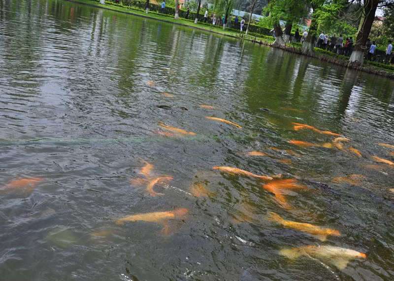 Nằm mơ thấy ao cá trống không, khô nước hoặc không có cá là điềm báo có kẻ thù nào đó đang cố rình rập để phá hoại bạn. (Thông tin bài viết chỉ mang tính chất tham khảo).