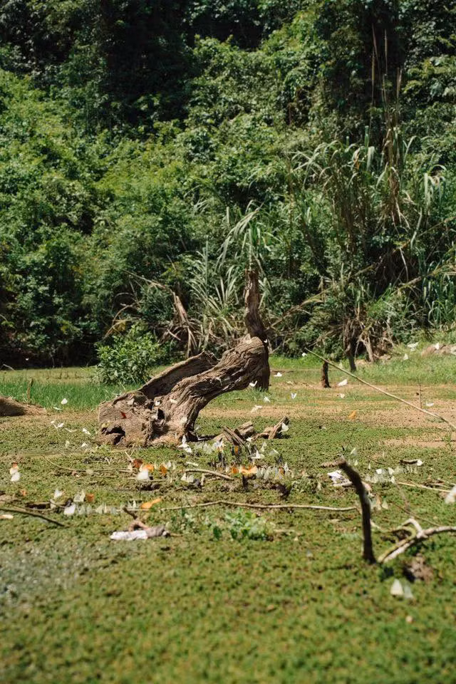 Du khách cũng cần lưu ý mang theo giày thể thao, đồ chống nắng, nước uống và các vật dụng cá nhân cần thiết khi tham gia các hoạt động trekking trong rừng. Đặc biệt, để bảo vệ môi trường và đảm bảo sự an toàn cho động vật, du khách không nên bắt bướm hay xả rác trong rừng. Ảnh Mochi