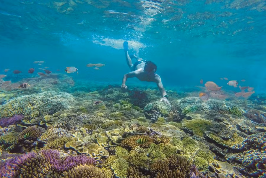 Nhơn Hải cũng là điểm trung chuyển lý tưởng để khám phá Hòn Khô – một trong những hòn đảo đẹp nhất Quy Nhơn. Chỉ cách bờ vài phút đi thuyền, Hòn Khô nổi bật với cây cầu gỗ bắc ra biển, bãi đá hoang sơ và rạn san hô lung linh dưới làn nước trong xanh. Đây là thiên đường cho những ai yêu thích lặn biển, chụp ảnh hoặc đơn giản là đắm mình trong làn nước mát lành. Ảnh Internet
